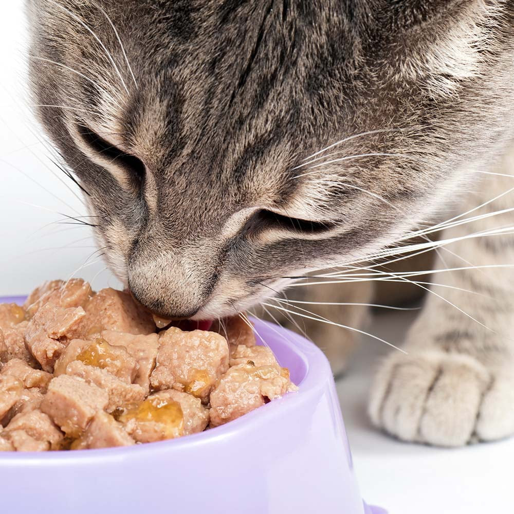 Fancy Feast Adult Cat Food 4 Flavor 8 Can Sampler (2) Each: Whitefish Tuna Gravy Lovers, Beef Feast, Cheddar Delights Grilled Turkey, Grilled Tuna (3 Ounces) Zine + Toy