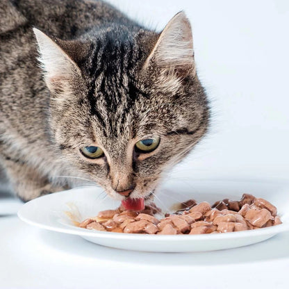 Fancy Feast Adult Cat Food 4 Flavor 8 Can Sampler (2) Each: Whitefish Tuna Gravy Lovers, Beef Feast, Cheddar Delights Grilled Turkey, Grilled Tuna (3 Ounces)  Zine + Toy