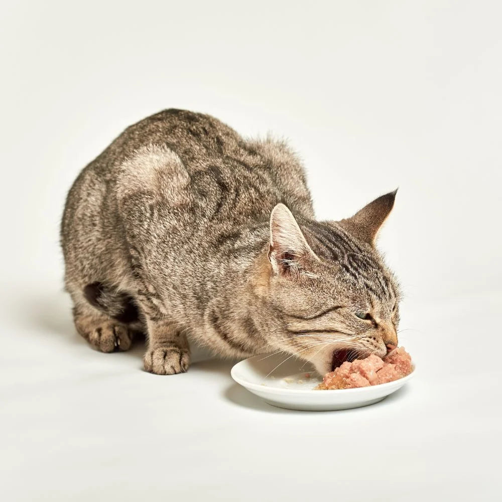 Fancy Feast Adult Cat Food 4 Flavor 8 Can Sampler (2) Each: Whitefish Tuna Gravy Lovers, Beef Feast, Cheddar Delights Grilled Turkey, Grilled Tuna (3 Ounces)  Zine + Toy